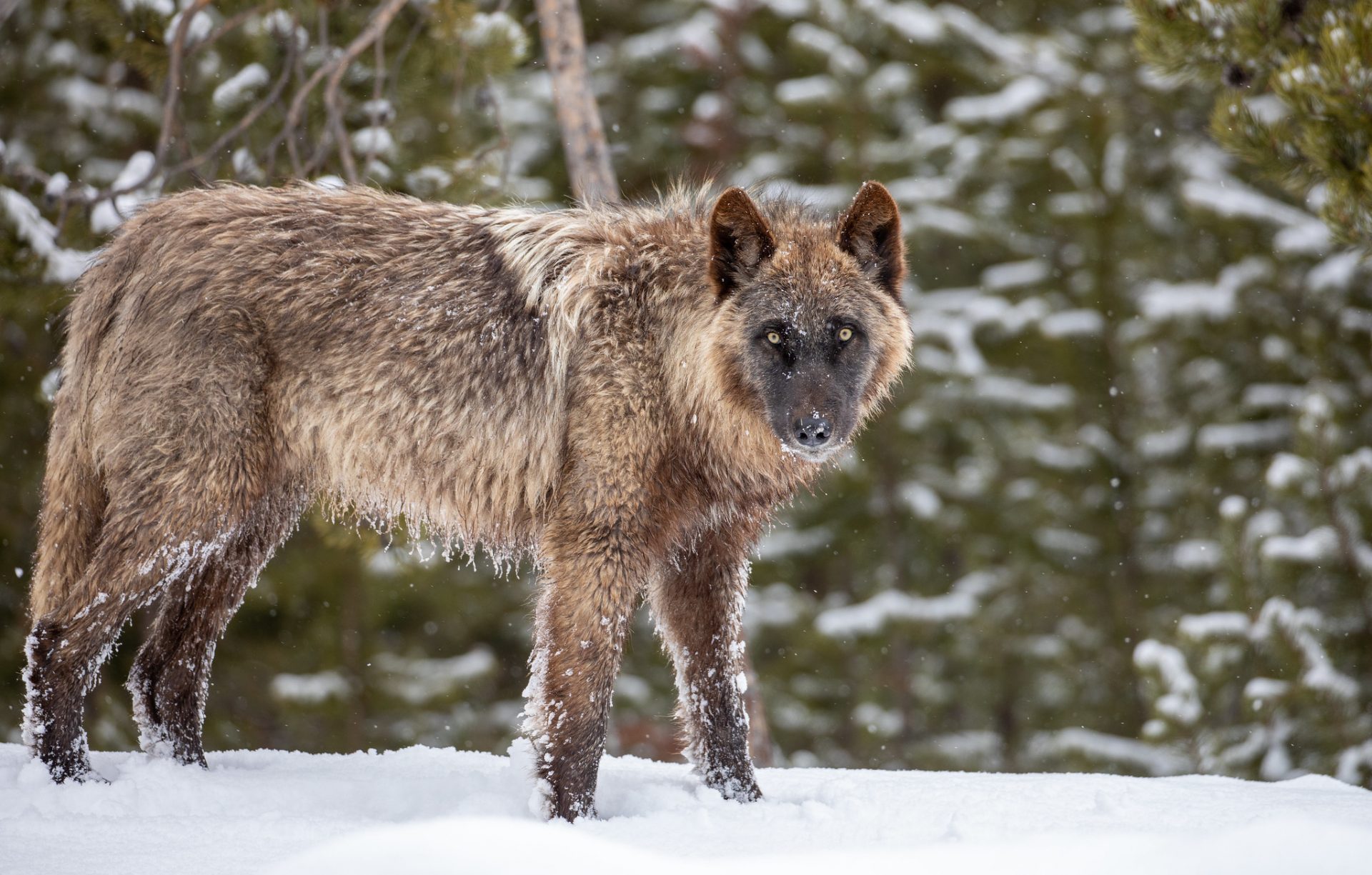 Wolf in Firehole area. Wapiti pack.