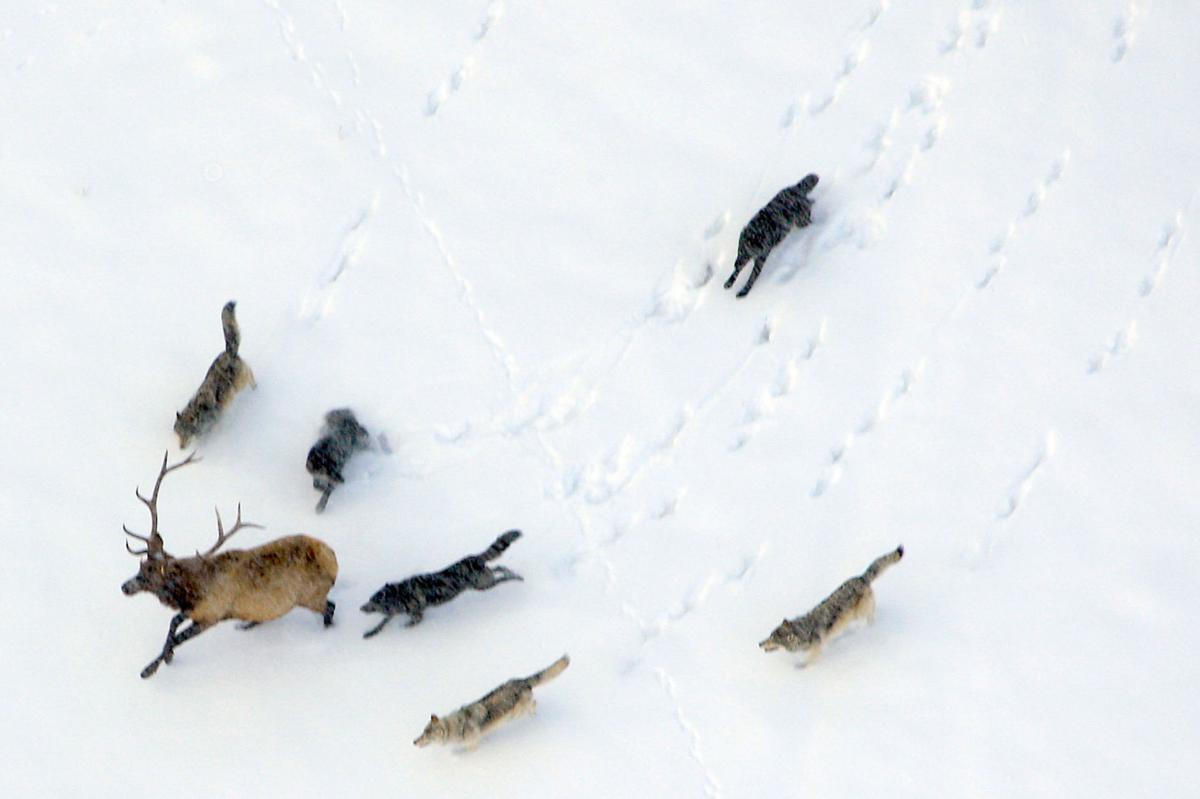 wolf pack chasing elk An aerial photo of the Druid Pack pursuing an Elk. Aerial monitoring is one of the many ways the Wolf Research Project studies and documents packs across the park.