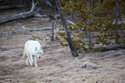 alpha-female-canyon-pack-nps-neal-herbert-yellowstone (1) alpha-female-canyon-pack-nps-neal-herbert-yellowstone