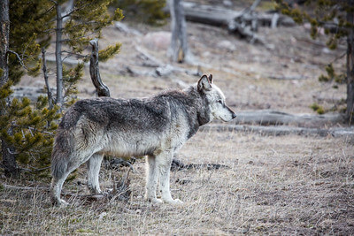 alpha-male-canyon-pack-nps-neal-herbert-yellowstone-small alpha-male-canyon-pack-nps-neal-herbert-yellowstone-small