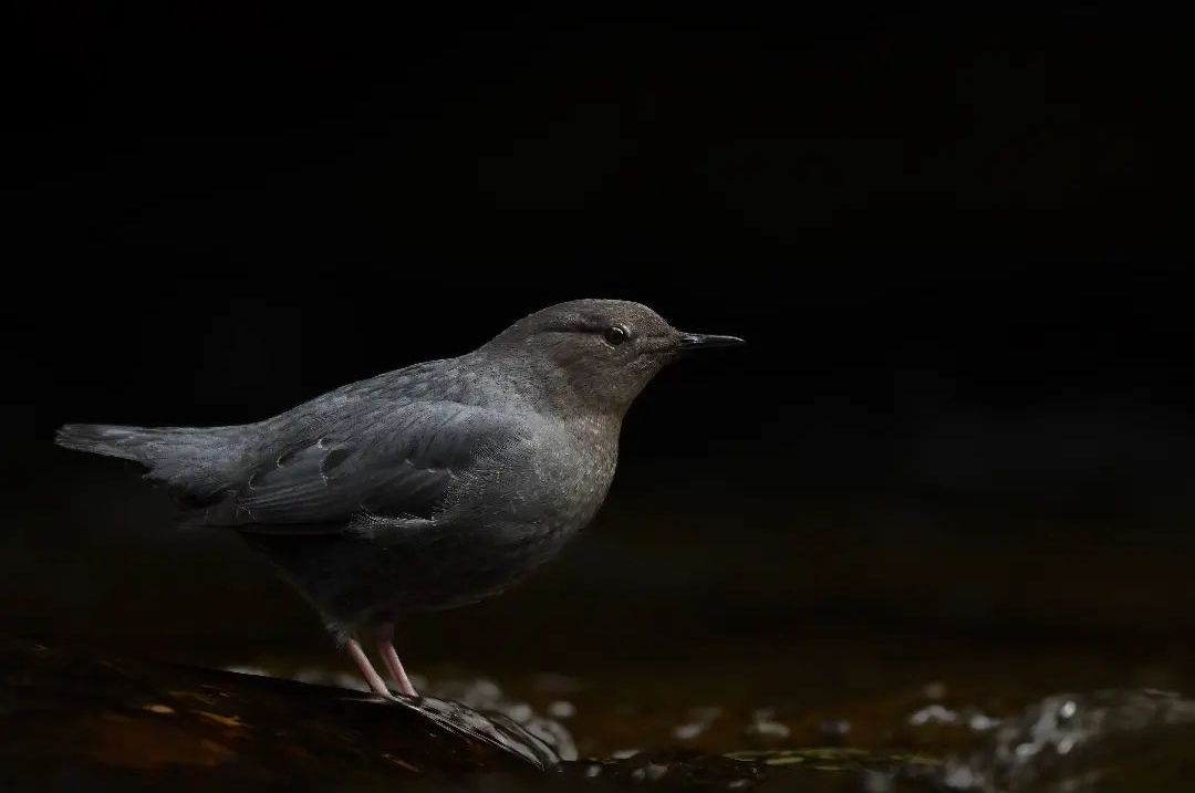 american-dipper-cinclus-mexicanus-justin-theurer american-dipper-cinclus-mexicanus-justin-theurer