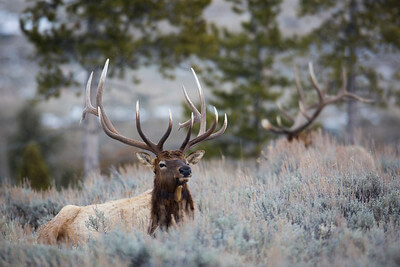 bull-elk-blacktail-deer-plateau-nps-neal-herbert-yellowstone-small (1) bull-elk-blacktail-deer-plateau-nps-neal-herbert-yellowstone-small