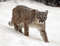 Yellowstone cougar