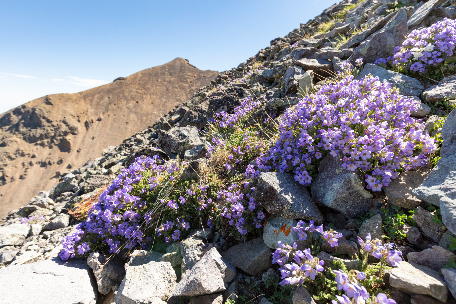 Custer-Gallatin-National-Forest-Emigrant-Peak-Trail-alpine-wildflowers-NPS-greater-yellowstone