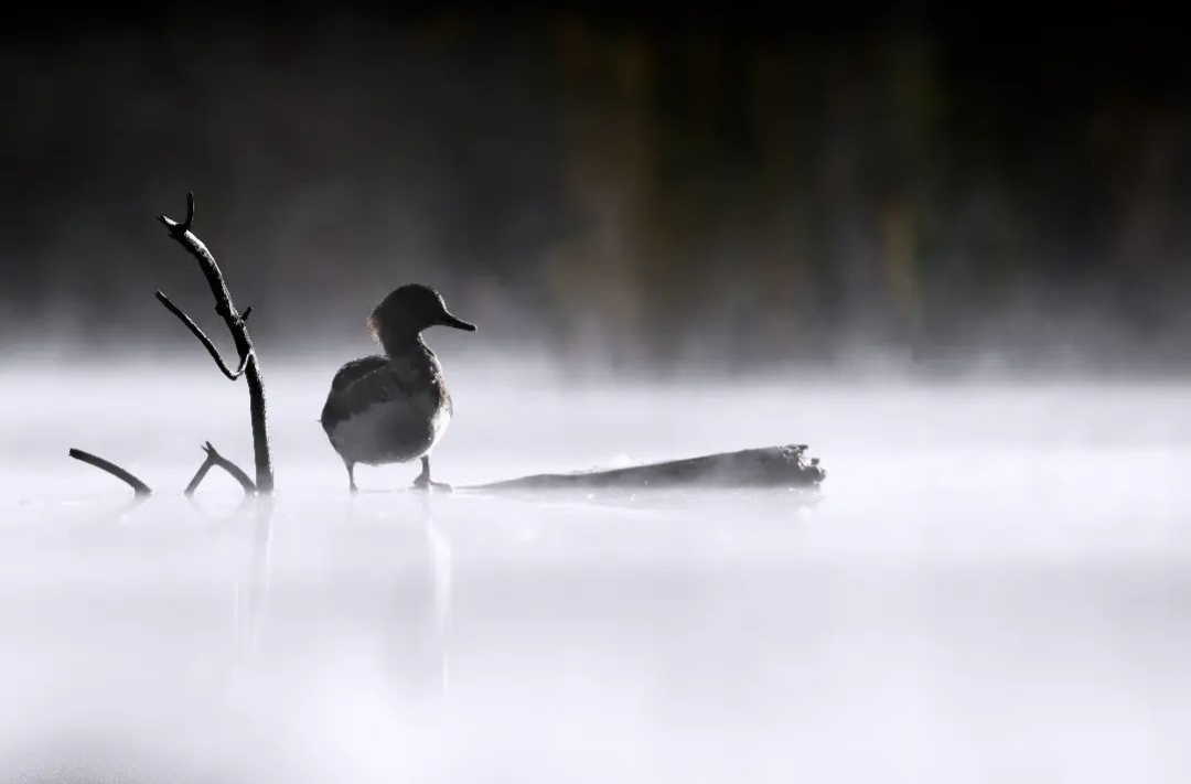 hooded-merganser-lophodytes-cucullatus-justin-theurer hooded-merganser-lophodytes-cucullatus-justin-theurer