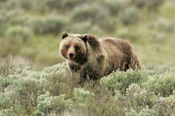 jim-peaco-grizzly-bear-boar-spring