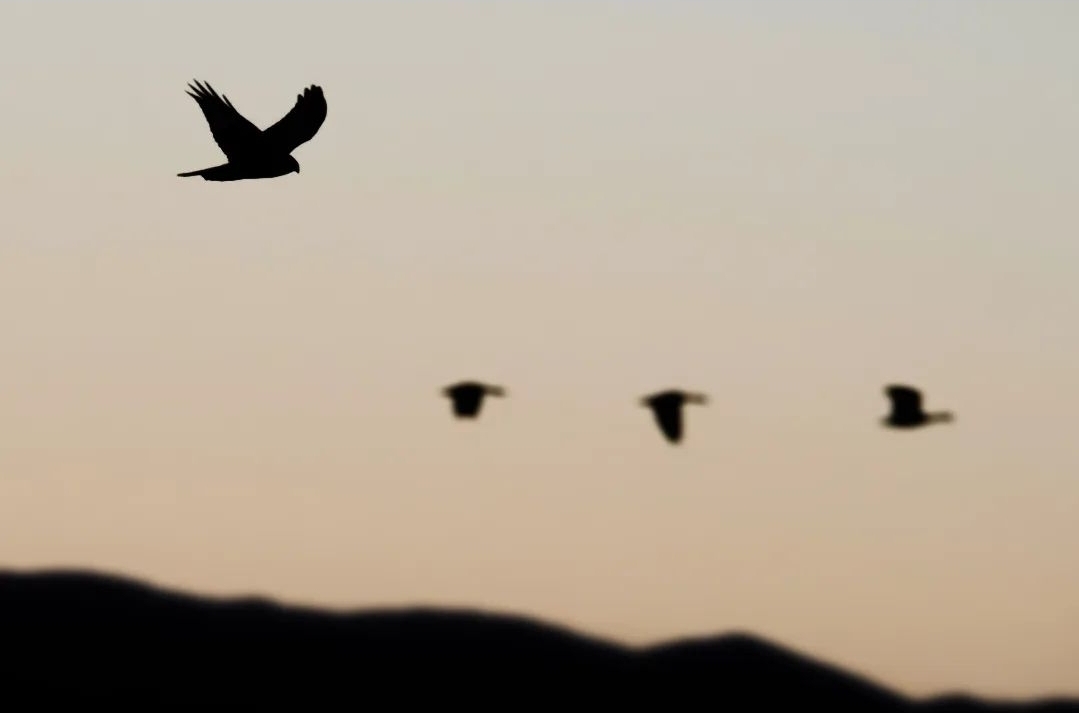 northern-harrier-circus-cyaneus-justin-theurer northern-harrier-circus-cyaneus-justin-theurer