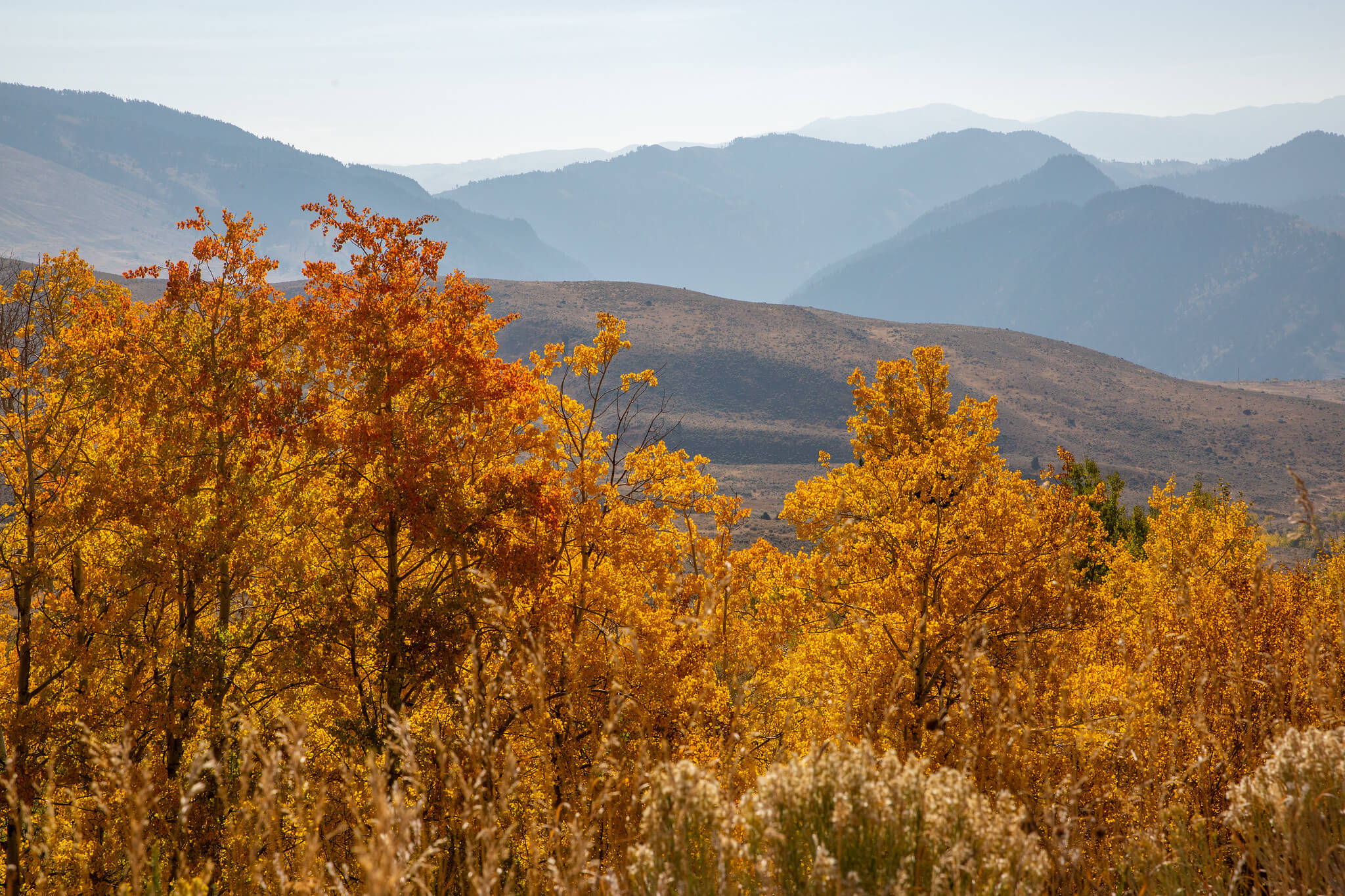 overlooking-the-yellowstone-river-drainage-from-custer-gallatin-national-forest-nps-diane-renkin-yellowstone-large