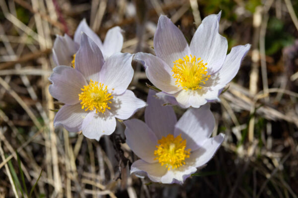 Pasqueflower seen on a hike in early spring in Yellowstone.