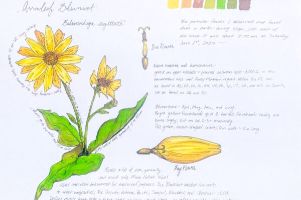 Nature journaling of wildflowers by Yellowstone Institute Field Educator, Piper Jefferson