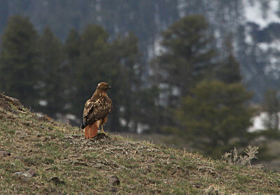 red-tailed-hawk-in-gardiner-basin-nps-jim-peaco-yellowstone-small