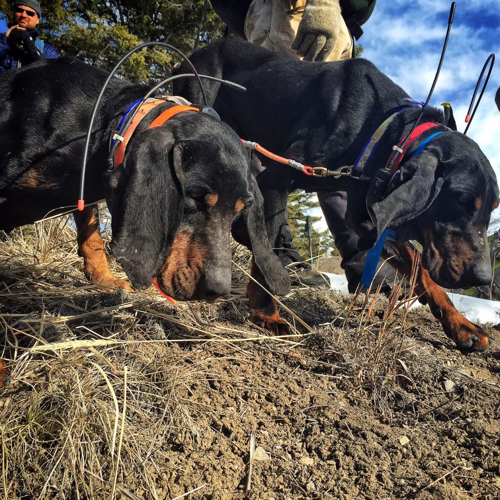 Research Hounds assist with field study