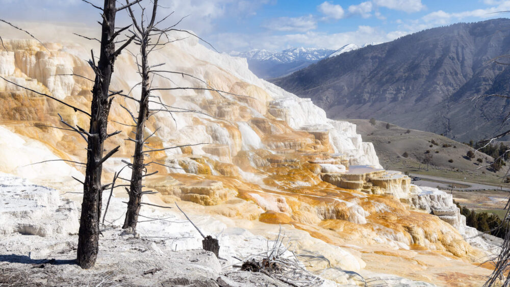 steamy-morning-at-canary-spring-nps-jacob-w-frank-yellowstone-large (1)