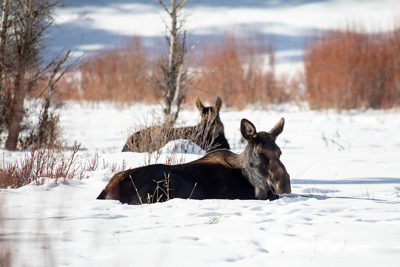 Two-moose-near-Pebble-Creek-Campground-yellowstone-NPS-Ashton-Hooker