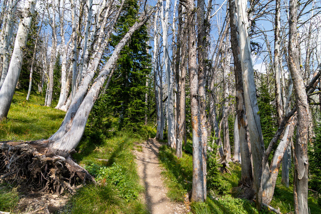 Whitebark pine trees along the Avalanche Peak trail.