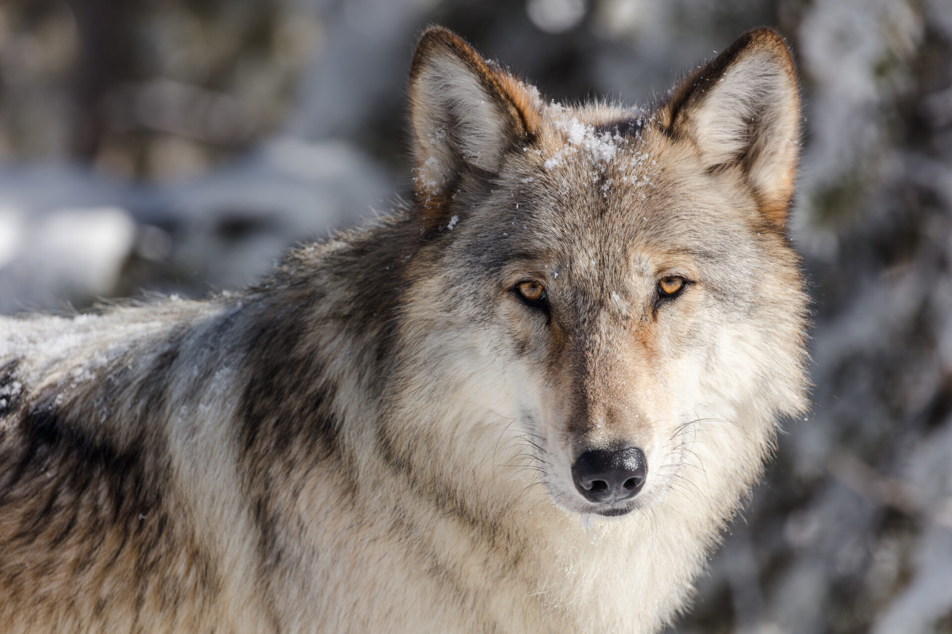 wolf-portrait-taken-from-a-vehicle-in-a-pullout-yellowstone-nps-jacob-frank wolf-portrait-taken-from-a-vehicle-in-a-pullout-yellowstone-nps-jacob-frank
