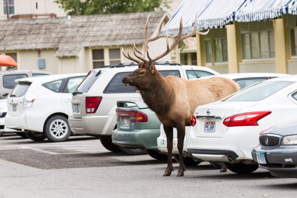 YF_BullElk_MammothVehicles_SEPT13_LudinMatt_Web-2