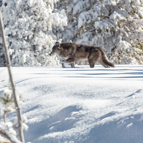 ynp-black-wolf-in-snow-walking-nps-jake-frank (1)