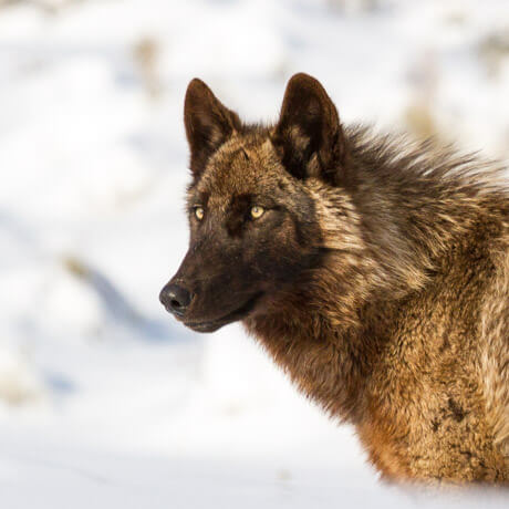 ynp-winter-black-wolf-stare-matt-ludin